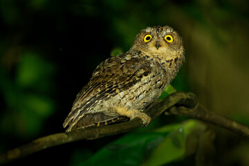 Sulawesi scops owl Otus manadensis in the night in Tangkoko in North Sulawesi, Indonesia, Nocturnal hunting bird on the branch in the night forest