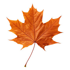 Fototapeta premium Autumn leaf isolated on transparent background