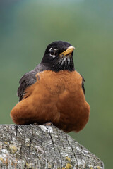 American robin (Turdus migratorius).