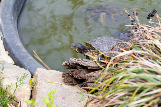 Turtles, swimming in a pond