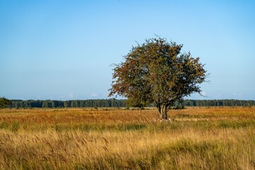 Fototapeta premium Solitary Tree in Open Field