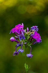 Fototapeta premium blue-violet flowering phlox, small flowers, withered and blooming, inflorescences, well-groomed plants, in a flowerbed, blurred background, greenery,