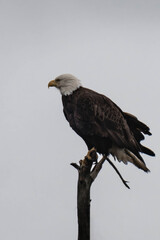 Adult bald eagle sitting on top of a tree.