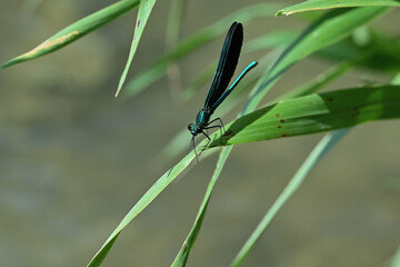 Banded demoiselle holding a blade of grass above the water by the river