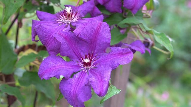 Clematis Jackmanii Elegia in garden