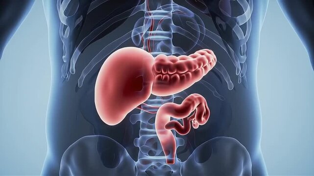 Anatomy Scan of Human Body Showing Pancreas and Digestive System. 3D animation of a human torso showing the pancreas and surrounding digestive organs 