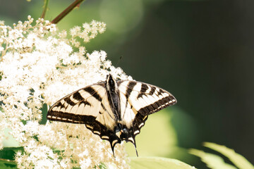 Yellow monarch butterfly (Danaus plexippus) in British Columbia, Canada.