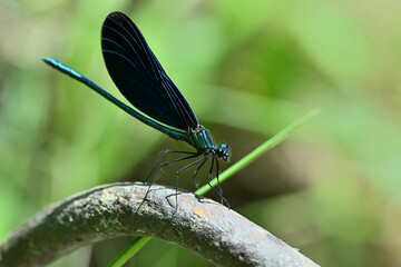 Banded demoiselle holding a blade of grass above the water by the river