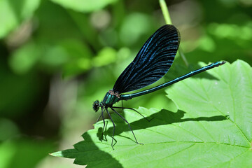 Banded demoiselle holding a blade of grass above the water by the river