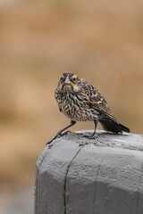 Female red-winged blackbird (Agelaius phoeniceus)