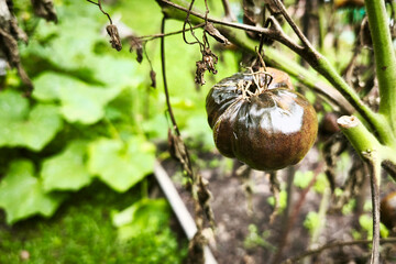 black spoiled blight-affected tomatoes with dried leaves hanging on a bush in a garden bed. Phytophthora infestans on a tomato. Vegetable disease control on a farm