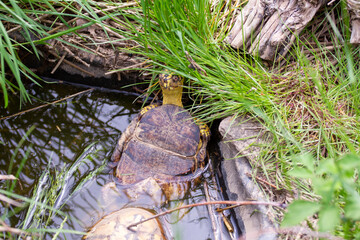 Eastern box turtle 