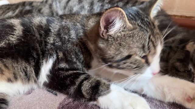 A gray cat is grooming its paw peacefully at home on a sunny day, basking in the warm sunlight streaming through the window, enjoying a calm and cozy moment.