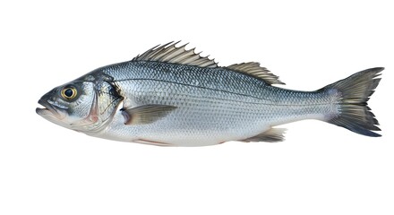 Obraz premium European sea bass fish isolated on white background