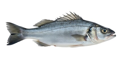 Fototapeta premium A single sea bass fish isolated on white background, ready for culinary preparation