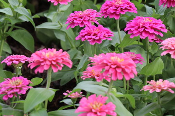 pink flowers in the garden