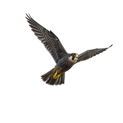 Obraz premium Peregrine Falcon in Flight Powerful Bird of Prey Soaring isolated on transparent background