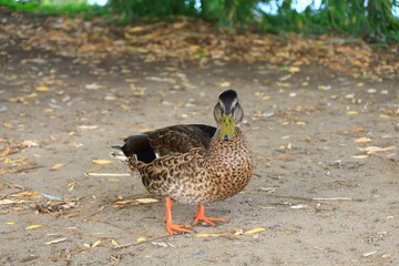 マガモのクローズアップ