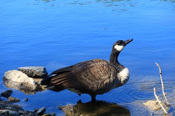 Obraz premium Canada goose（カナダ雁）
