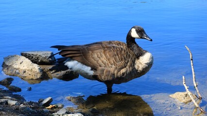 Canada goose（カナダ雁）