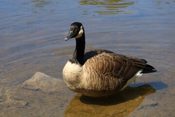 Canada goose（カナダ雁）
