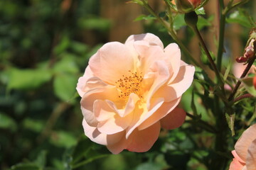 Close up of flowers in a garden in summertime
