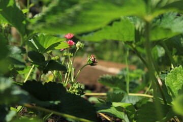 Close up of flowers in a garden in summertime
