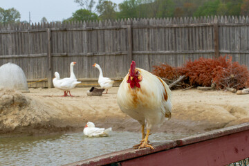 free range chicken