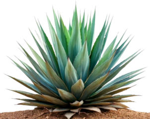  Sisal Agave Plant with Spiky Green Leaves Isolated on Transparent Background PNG