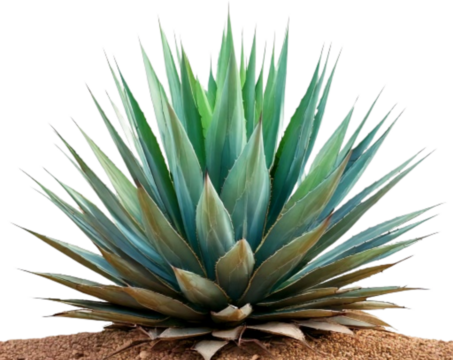  Sisal Agave Plant with Spiky Green Leaves Isolated on Transparent Background PNG
