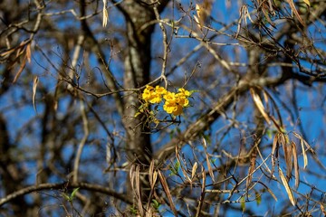 Wonderful and contrasting Brazilian yellow ipê flower Handroanthus albus, Bignoniaceae, which blooms in the months of August and September