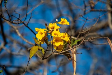 Wonderful and contrasting Brazilian yellow ipê flower Handroanthus albus, Bignoniaceae, which blooms in the months of August and September
