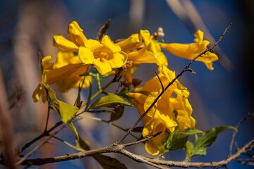 Wonderful and contrasting Brazilian yellow ipê flower Handroanthus albus, Bignoniaceae, which blooms in the months of August and September