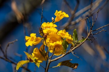 Wonderful and contrasting Brazilian yellow ipê flower Handroanthus albus, Bignoniaceae, which blooms in the months of August and September