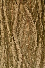 bark of a tree in the forest, closeup of photo