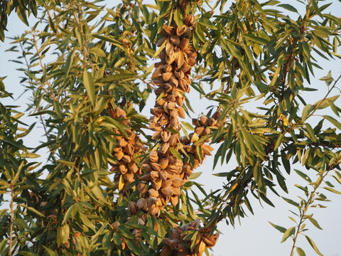 almendra marcona tostada por el sol abriendo la c&aacute;scara y a  punto para ser recolectada, forma ovalada, ingrediente b&aacute;sico para los turrones y otros platos culinarios, L&eacute;rida, Catalu&ntilde;a, Espa&ntilde;a, Europa
