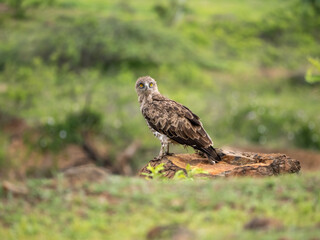 Short-toed Snake Eagle perched on rock in lush green Indian landscape