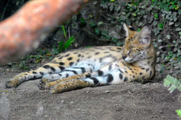 A wild serval cat rests peacefully on the ground, its golden fur with black spots blending with the natural surroundings.
