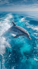 Fototapeta premium Dolphin Leaping from the Ocean