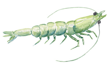 Shrimp prawn isolated on a transparent background, watercolor illustration hand-painted hand-drawn. Perfect for seafood restaurant design, nautical decor, coastal artwork, and marine biology projects.