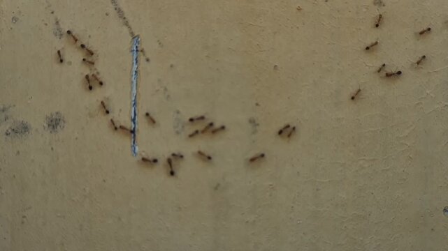 Close-up a group of red ants walking on the wall texture the afternoon slow motion video.