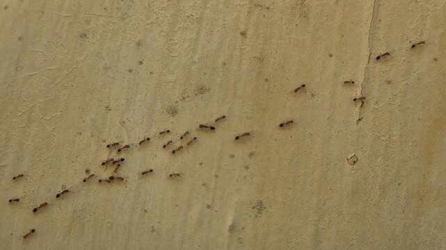 Close-up a group of red ants walking on the wall texture the afternoon slow motion video.