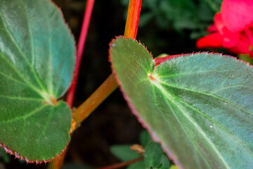 Close-up of green Begonia leaves with red stems and serrated edges, showing veins and fuzzy texture. A blurred red flower in the background adds vibrant garden contrast.