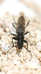 Close-up of a longhorn beetle
