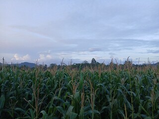 A lush green cornfield stretches under a wide blue summer sky, a serene agricultural landscape