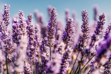 Fototapeta premium Close-up view of vibrant purple lavender blossoms.