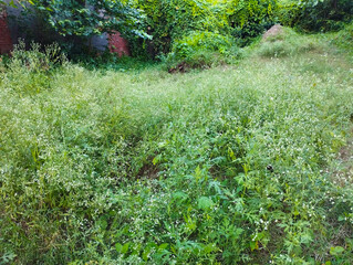 Overgrown Field with Wildflowers and Lush Greenery