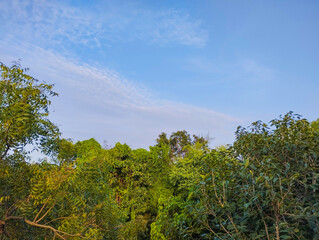 Clear Blue Sky Over Lush Green Trees