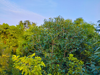 Beautiful Lush Green Canopy Under a Clear Blue Sky