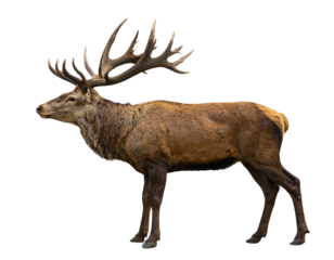 Majestic Buck with Antlers Standing Proudly in Profile, Isolated on Transparent Background